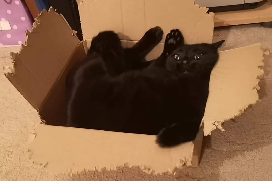 Неудачные фотографии котов публикуют в сети. Это новый веселый челлендж - изображение обложка