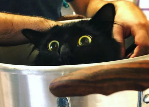 В Портленде живет кошка, которая вписывается в любой фильм. Она может даже напугать хоббитов! - изображение обложка