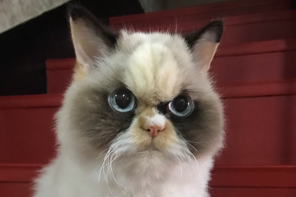 В сети нашли замену Grumpy Cat. Новая кошка еще злее предыдущей - изображение обложка