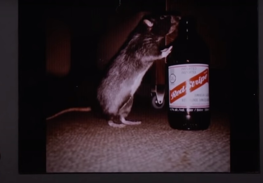 «Отряд самоубийц»: Марго Робби раскрыла, что стало с крысой, подаренной Джаредом Лето - изображение обложка