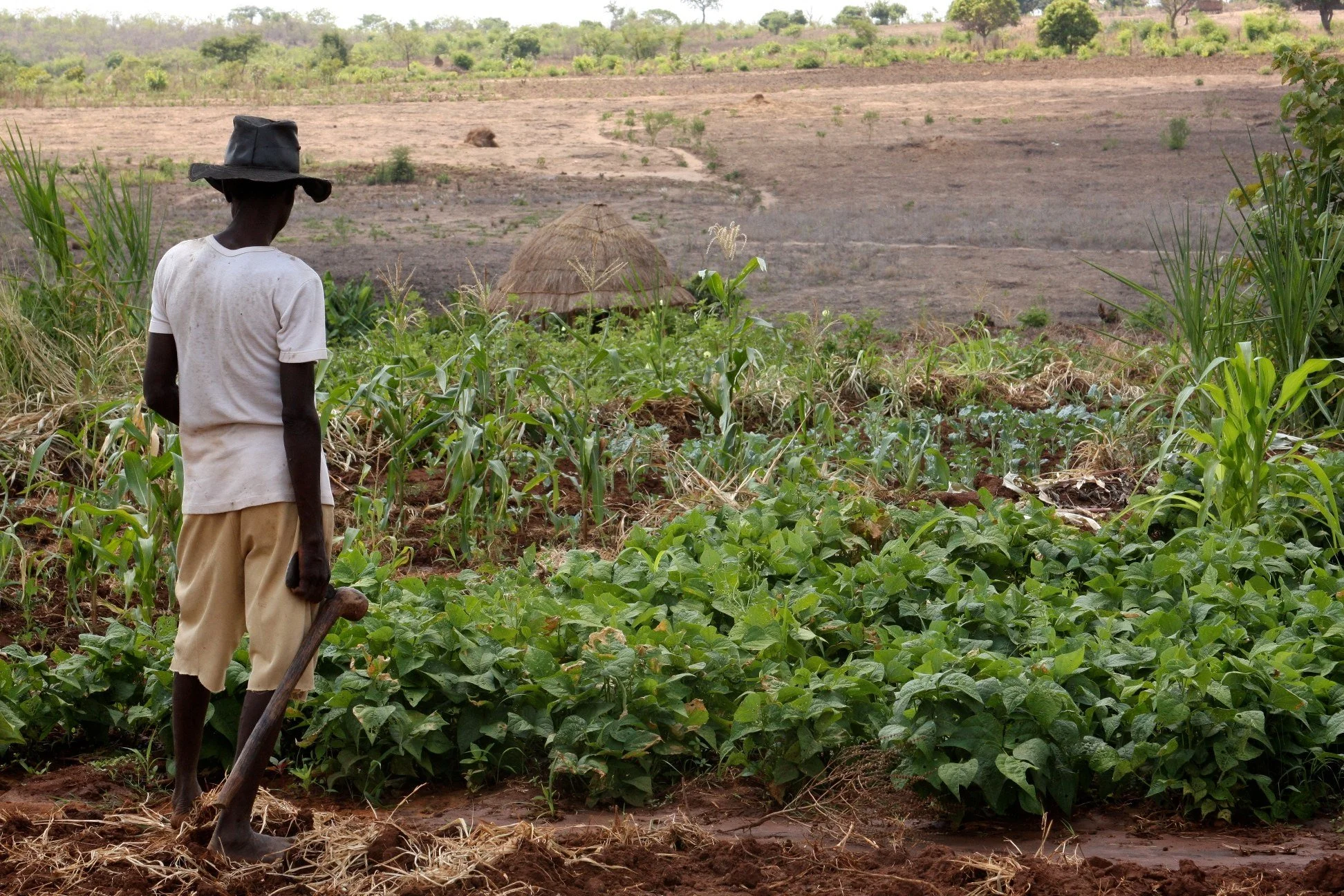 Игра c поддержкой Google Earth помогает африканским фермерам - изображение обложка