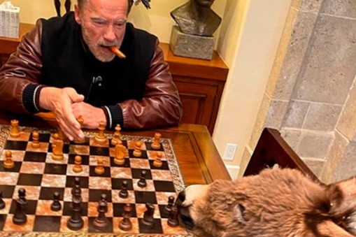 Шварценеггер играет в шахматы с ослом. Милее самоизоляцию представить трудно - изображение обложка