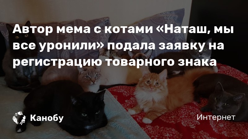 Картинки с котами с наташей