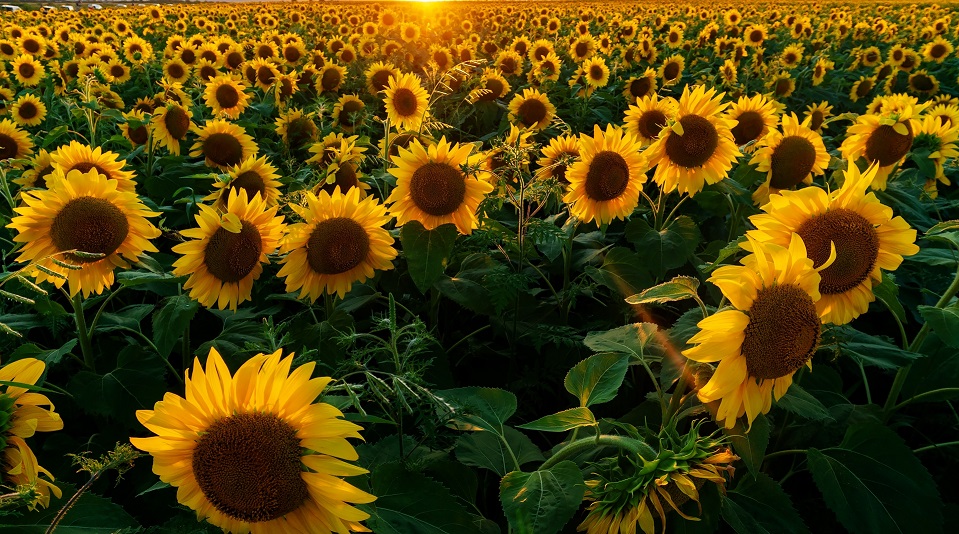 Популярные геймеры проведут благотворительный стрим-марафон «Играй за жизнь» для фонда «Подсолнух» - изображение обложка