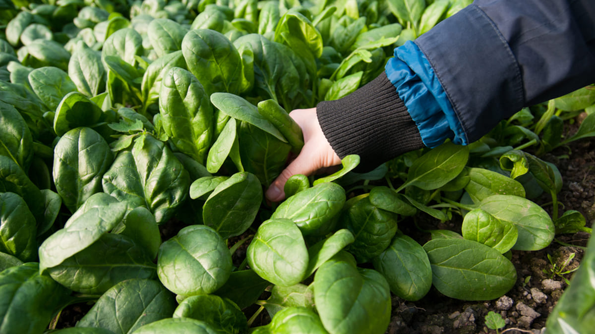 Ученые научили шпинат отправлять электронные письма и предупреждать людей об изменениях климата - изображение обложка
