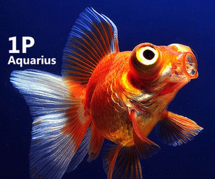 Аквариумные рыбки сражаются в Street Fighter 2 через Twitch - изображение обложка