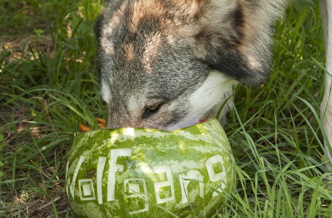 Вечер пятницы! Волки с арбузами, игры со скидками и отборный кинотреш - изображение обложка