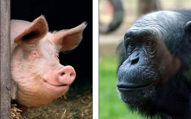 Свиньи осваивают видеоигры быстрее трехлетних детей и лучше шимпанзе - изображение обложка