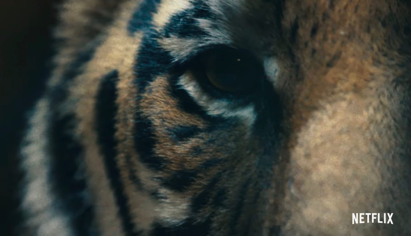 Netflix выпустил трейлер спин-оффа документального сериала «Король тигров» - изображение обложка