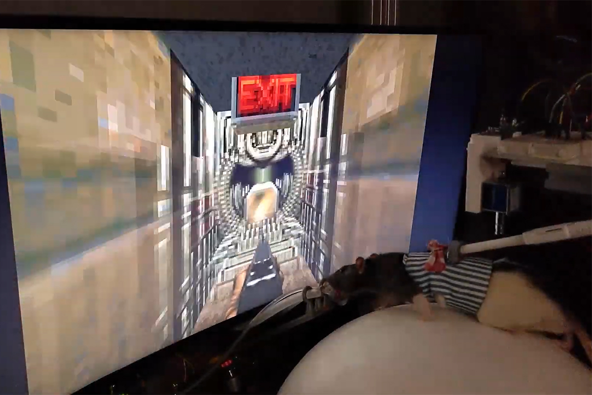 Пользователь YouTube показал прохождение Doom крысами по имени Кармак и Ромеро - изображение обложка