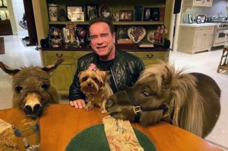 Шварценеггер ест из одной тарелки с пони и ослом. Это очень милое видео - изображение обложка