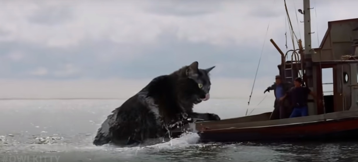 В фильме «Челюсти» Стивена Спилберга акулу заменили на кошку - изображение обложка