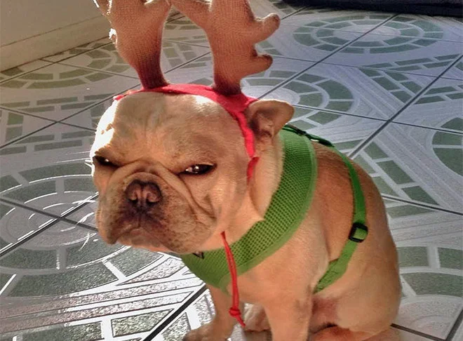 Собаки не одобряют: в сети делятся смешными фото с недовольными псами - изображение обложка