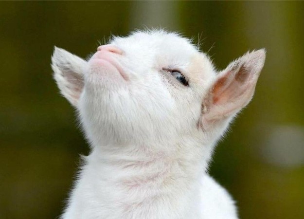 Новыми звездами Twitch стали… куры, козы и пчелы?! - изображение обложка