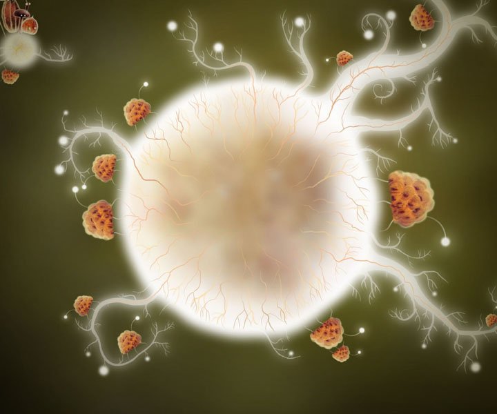 Рецензия на Botanicula