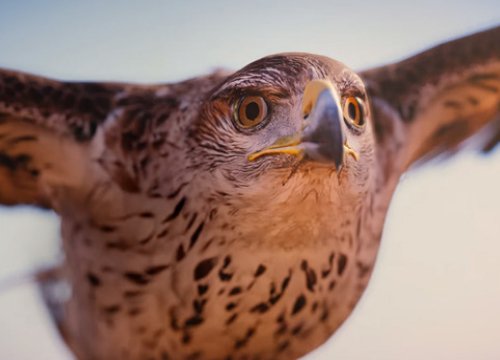 Assassin's Creed: Origins на выставке E3 2017. Что ждать от игры? - изображение обложка