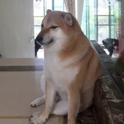 Журнал Meme Insider поговорил с хозяйкой Чимса — одного из самых популярных собак-мемов - изображение обложка