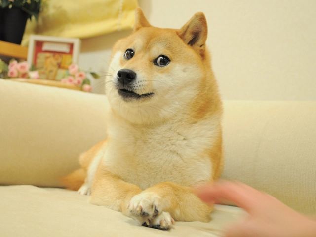 Мем Doge продали за 4 млн долларов в виде NFT-токена - изображение 1