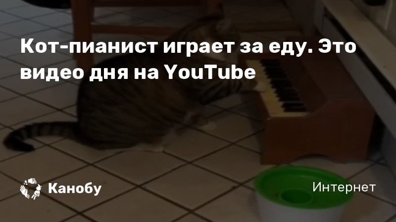 Картинка кот играет на пианино