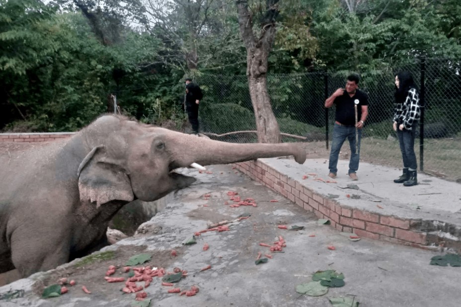 Про «самого одинокого слона в мире» снимут документальный фильм - изображение обложка