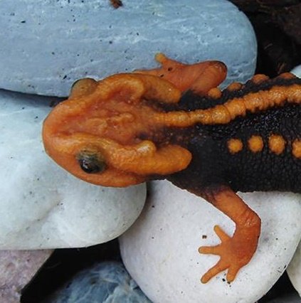 Ученые обнаружили в Таиланде фантастическую тварь из «Стартрека» - изображение обложка