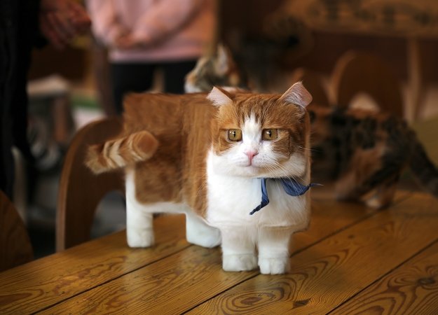 Minecraft в реальной жизни. Как выглядели бы квадратные животные - изображение обложка