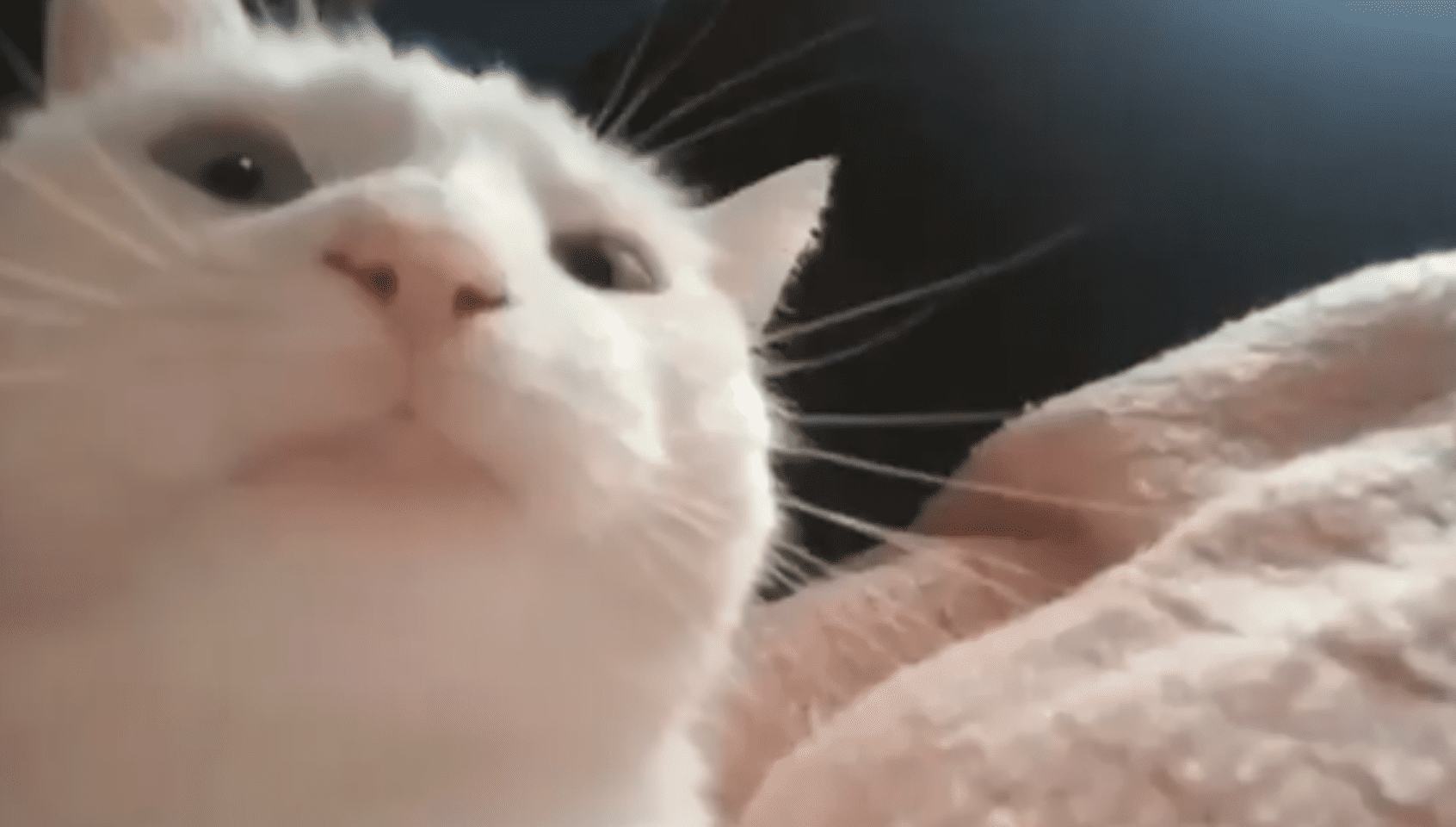 Кот покачал головой под бит и стал мемом. Ролики с ним в TikTok набирают миллионы просмотров