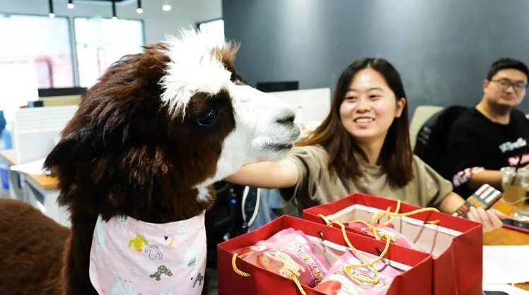 Лама нашла работу в офисе. Ее задача — быть милой и радовать коллег - изображение обложка