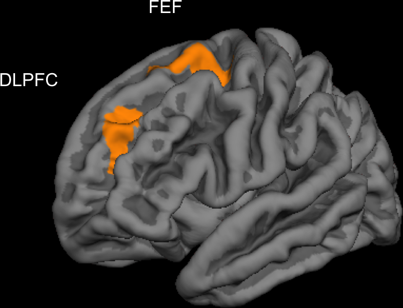 Видеоигры могут развить кору головного мозга
 - изображение обложка