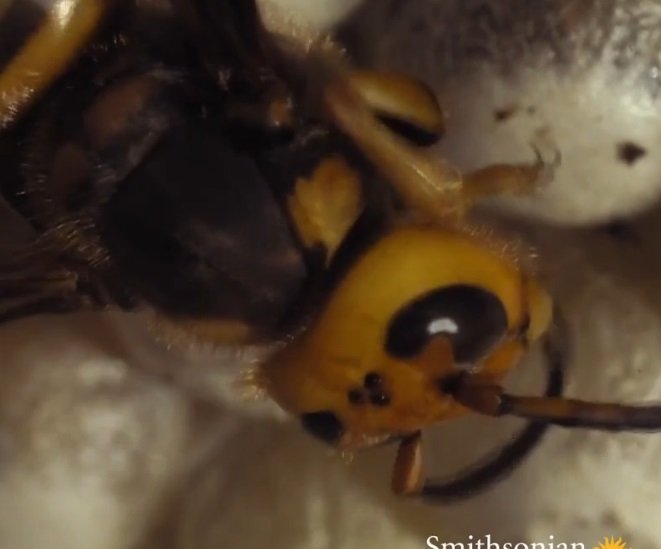 Рождение осы: жутко, но завораживает - изображение обложка