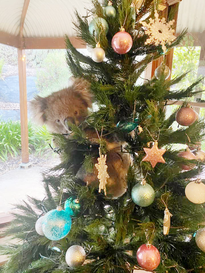 В Австралии коала пробралась в дом и притворилась игрушкой на рождественской елке - изображение обложка