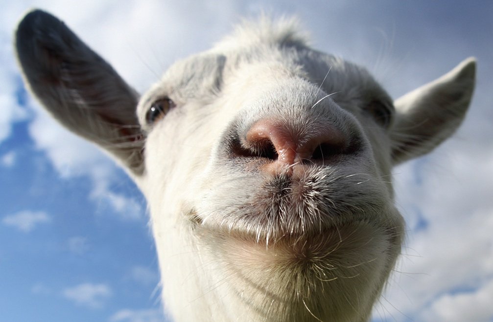 1 апреля отметят симулятором козла - изображение обложка