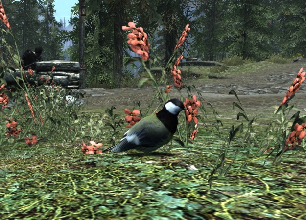 Гифка дня: аэросерфинг на птицах в ​The Elder Scrolls 5: Skyrim - изображение обложка