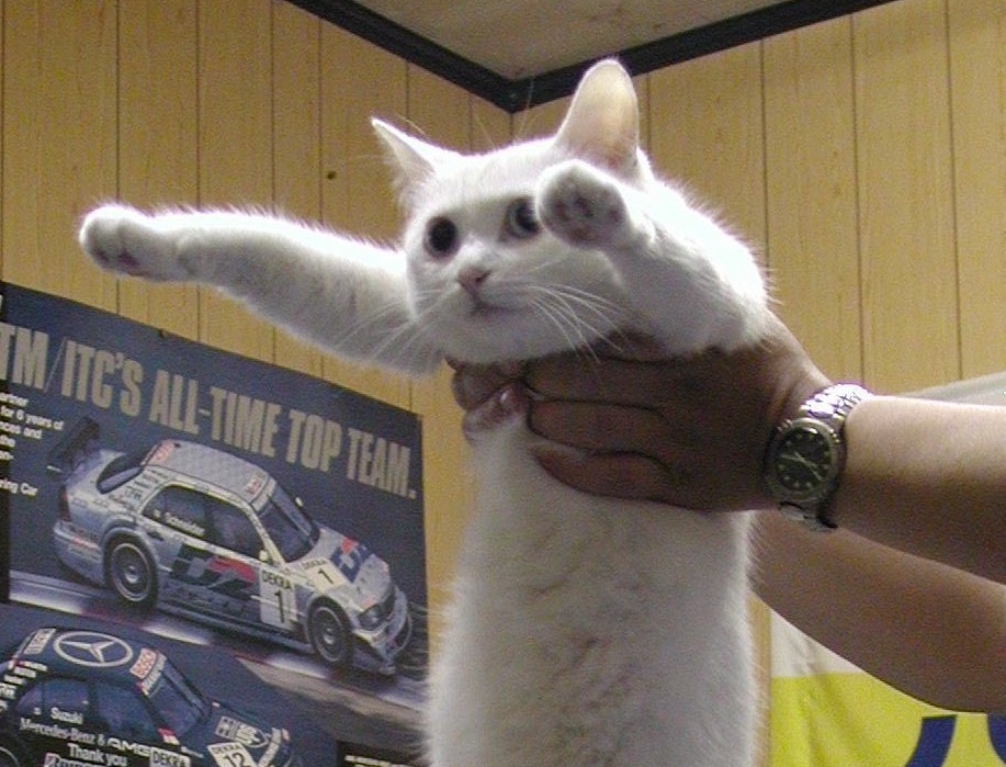 В сети прощаются с Длиннокотом — кошка умерла в возрасте 18 лет - изображение обложка