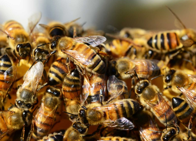 На PornHub появился раздел с порно с пчелами, озвученным известными актерами. Нет, это не шутка - изображение обложка