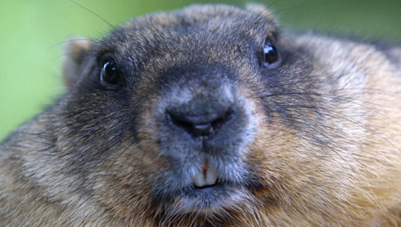 Защитники животных предлагают заменить сурка предсказателя погоды на робота с ИИ - изображение обложка