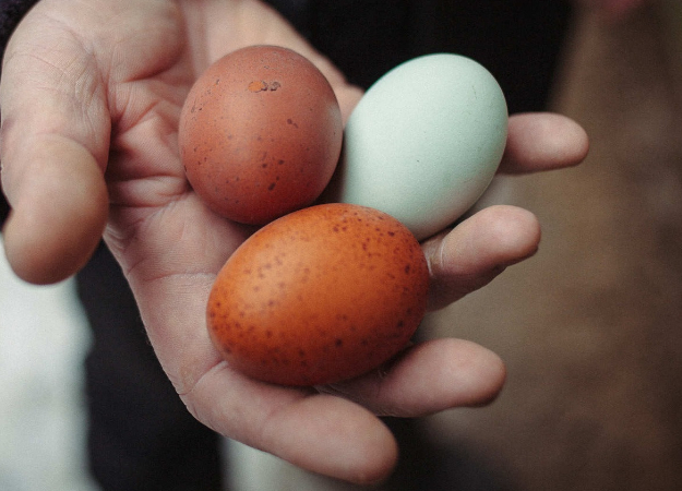 Фотография куриного яйца установила новый рекорд Instagram и собрала 23 млн лайков - изображение обложка