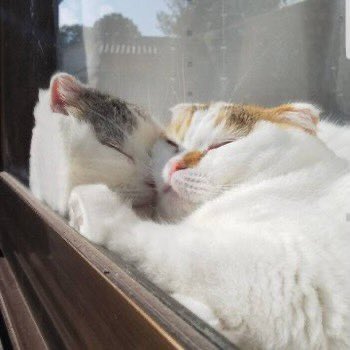 Прямо как мы: в Twitter есть аккаунт с картинками для иллюстрации отношений - изображение обложка