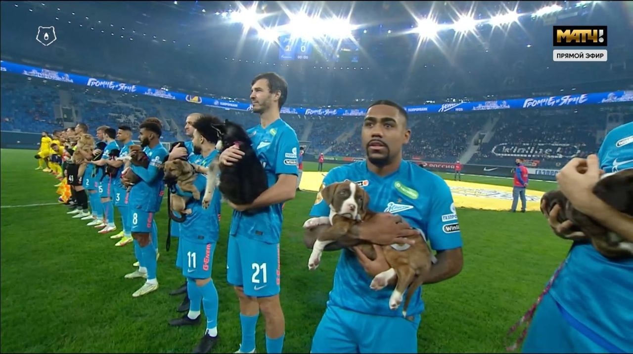 Футболисты «Зенита» вышли на матч против «Ростова» со щенками из приютов - изображение обложка