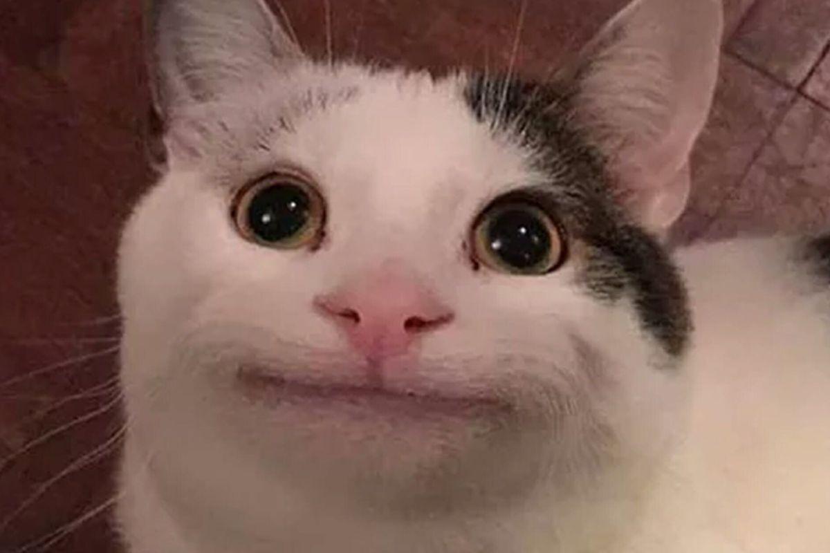 От Rage-комиксов до кричащих на кота женщин — как менялась популярность мемов? - изображение обложка