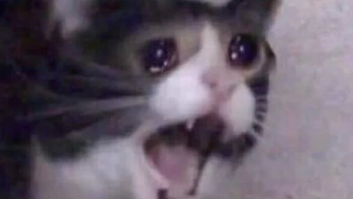 Умерла «кричащая кошка» Инки. Она была героиней мемов - изображение обложка