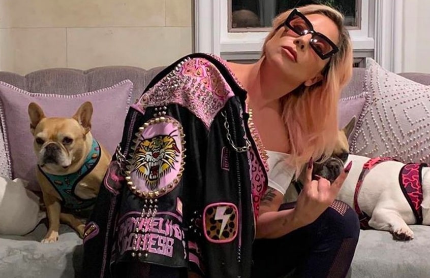 В выгульщика собак Леди Гаги стреляли и украли животных - изображение обложка