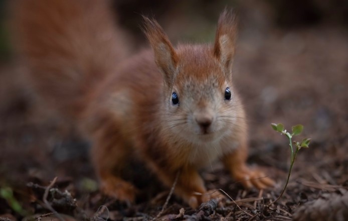Крутое ASMR: зоолог сняла на видео чавкающего бельчонка - изображение обложка
