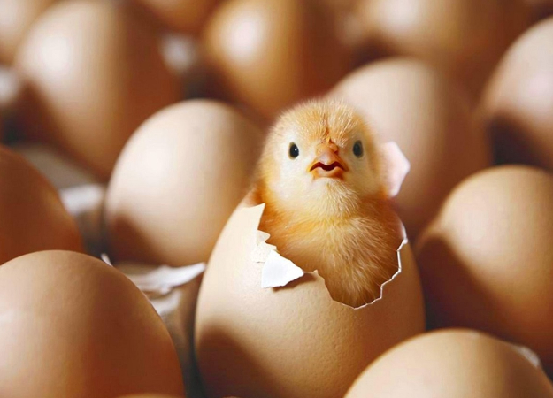 Яйцо продолжает покорять Instagram: появилось новое фото рекордсмена и на этот раз с трещиной - изображение обложка