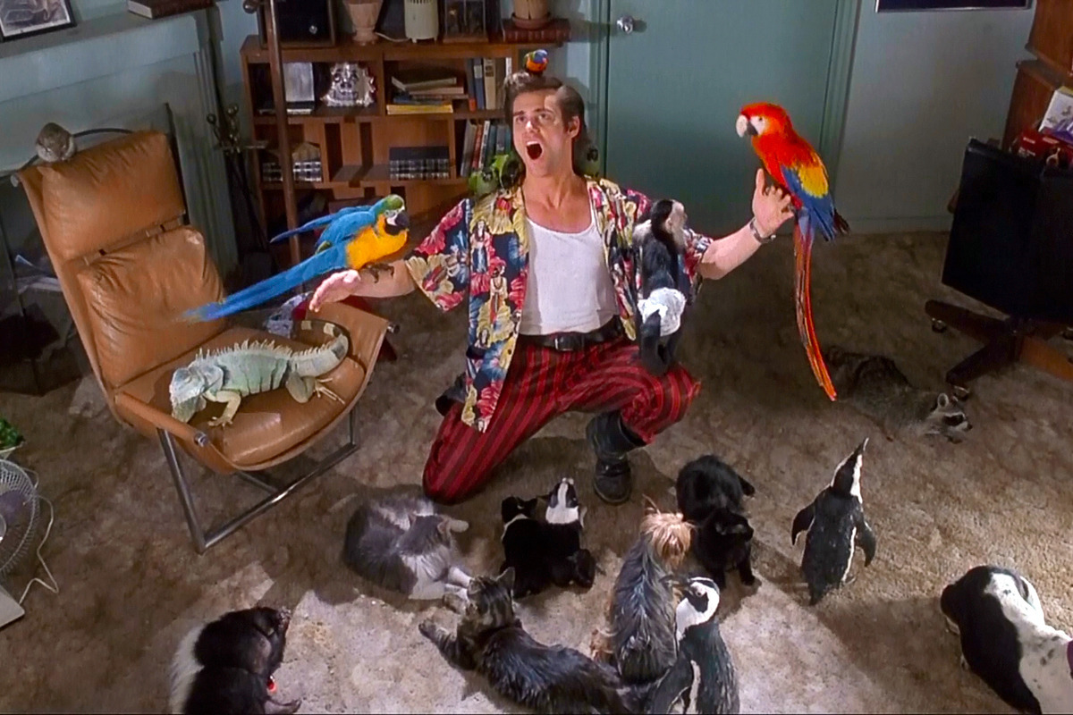 Обложка: Кадр из фильма «Эйс Вентура: Розыск домашних животных»