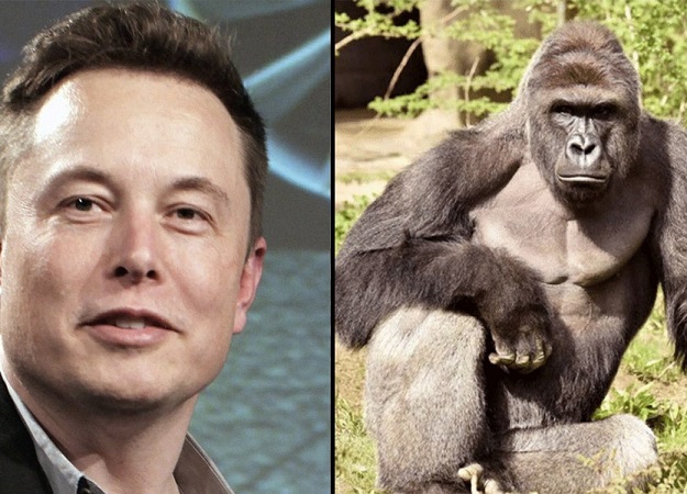 Илон Маск записал рэп про Харамбе. И это не первоапрельская шутка (хотя очень похоже) - изображение обложка