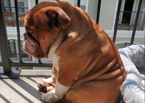 Грустный бульдог стал символом карантина. Многие сейчас похожи на этого пса - изображение обложка