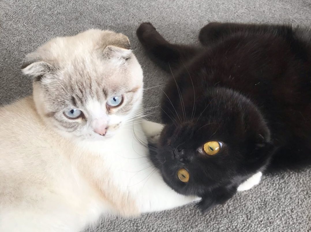 Милая история дружбы двух котов завирусилась в сети - изображение обложка