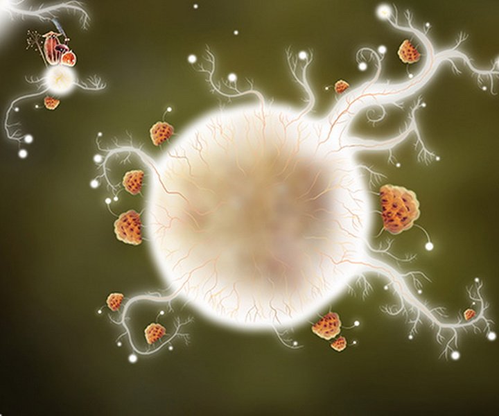 Botanicula вырастет на iPad в мае - изображение обложка