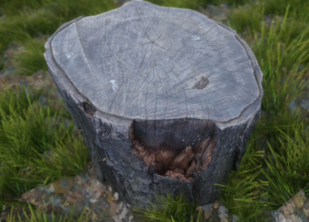 В Skyrim появились фотореалистичные пеньки в 4К. Ура! - изображение обложка